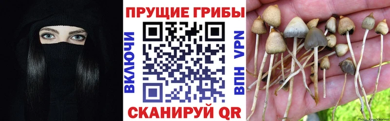 Галлюциногенные грибы Psilocybine cubensis  Боровск 